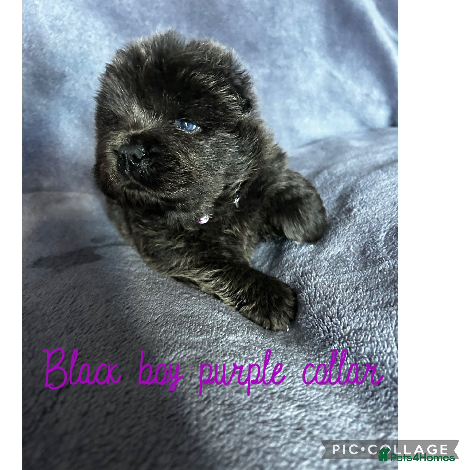 Chow Chow dogs Stunning chow chow puppies  - Advert 1