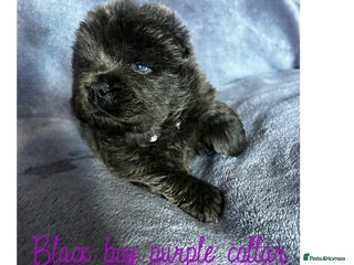 Chow Chow dogs Stunning chow chow puppies - Advert 1