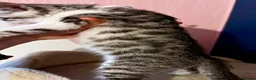 Mixed Breed cats for sale: 🐾 7 adorable Bengal-cross kittens - Advert 5