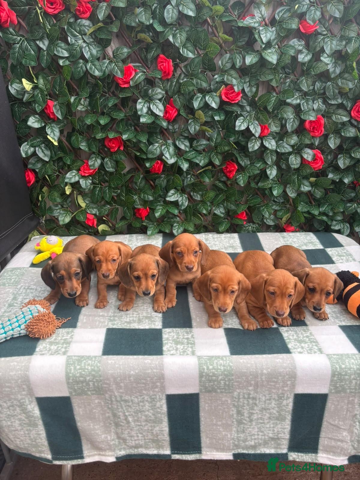 Miniature Dachshund dogs for sale: Quality Bred Health tested mini/pra clear  - Advert 1