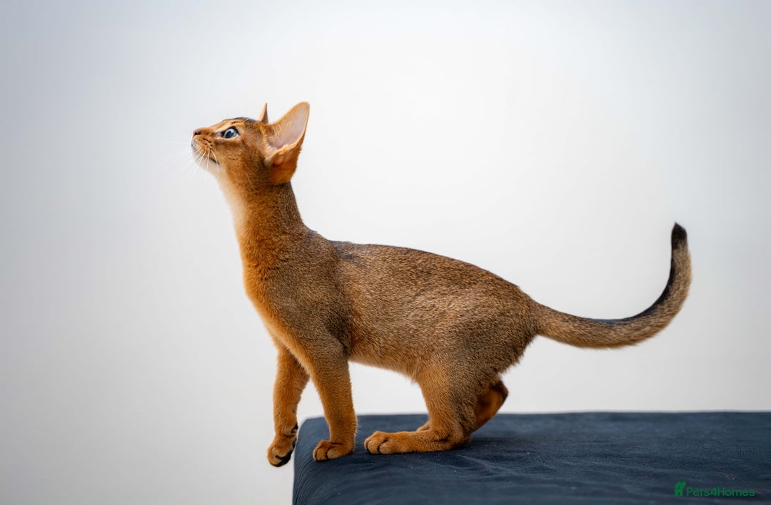 Abyssinian cats for sale: One of the Kind Abyssinian Girl-Champions Pedigree - Image 2