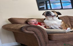 American Bulldog dogs for sale: american bulldog  - Image 6