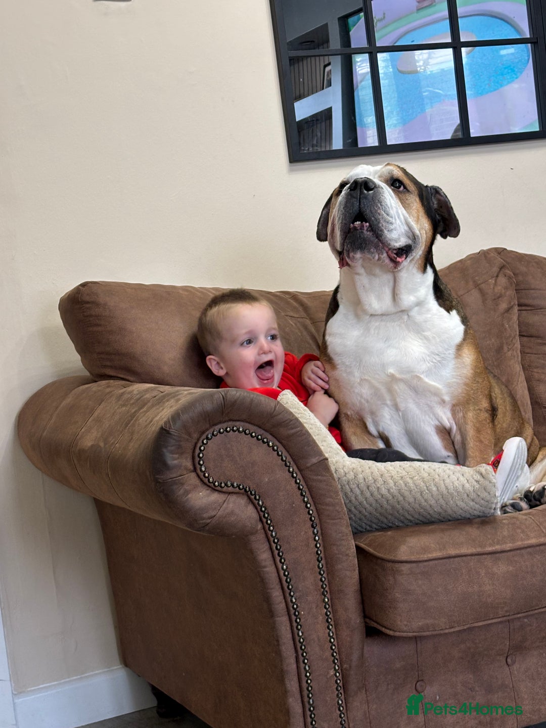 American Bulldog dogs for sale: american bulldog  - Image 6