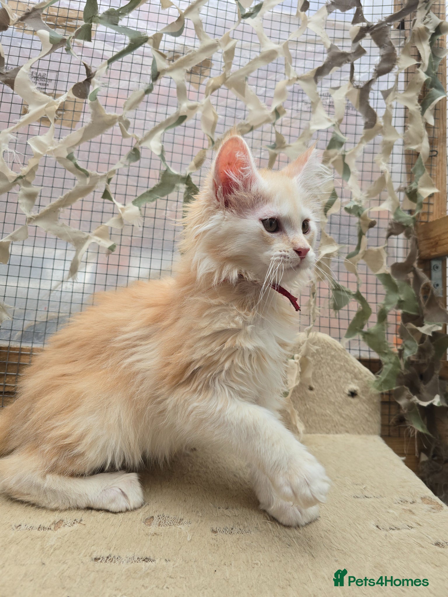 Maine Coon cats Stunning Red Maine Coons Boys - Advert 1