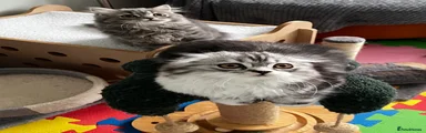Scottish Fold 2