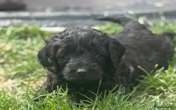 Cockapoo dogs for sale: 3 remaining! Stunning F1B Cockapoo puppies - Image 3