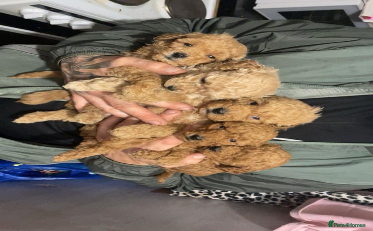 Toy Poodle dogs - Advert 4