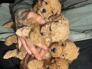 Toy Poodle dogs - Advert 6