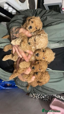 Toy Poodle dogs - Advert 4