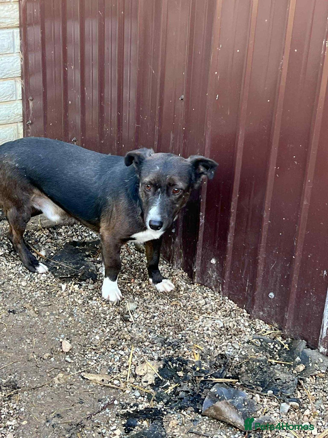Mixed Breed dogs for adoption: Ronnie 3yr old munchkin!  - Image 4