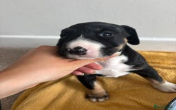 Mixed Breed dogs for sale: English Bull Terrier mixed puppies for sale - Image 14