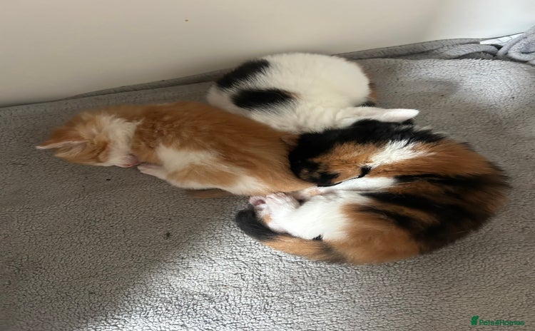 Mixed Breed cats - Advert 1