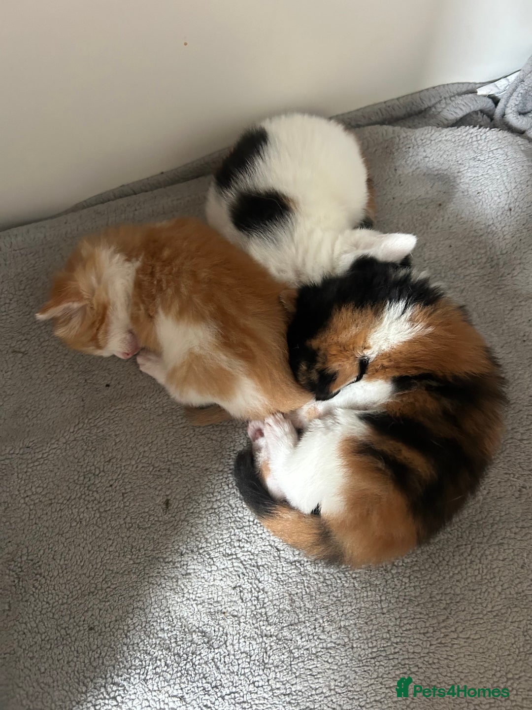 Mixed Breed cats for sale: 3 kittens for sale  - Image 1