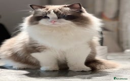 Ragdoll cats for stud: 5 Pedigree TICA European Famous R-Bloodline  in London - Image 7
