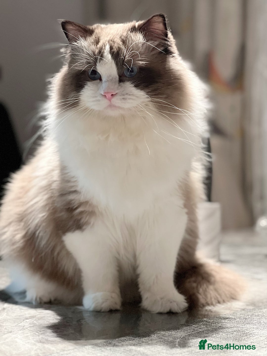 Ragdoll cats for stud: 5 Pedigree TICA European Famous R-Bloodline  in London - Image 7