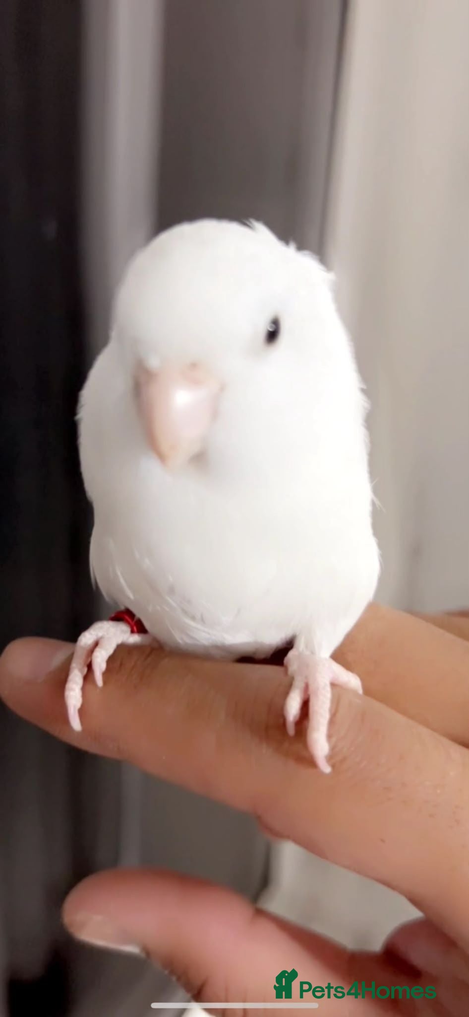 Conures birds Hand-reared parrotlet male and female - Advert 11