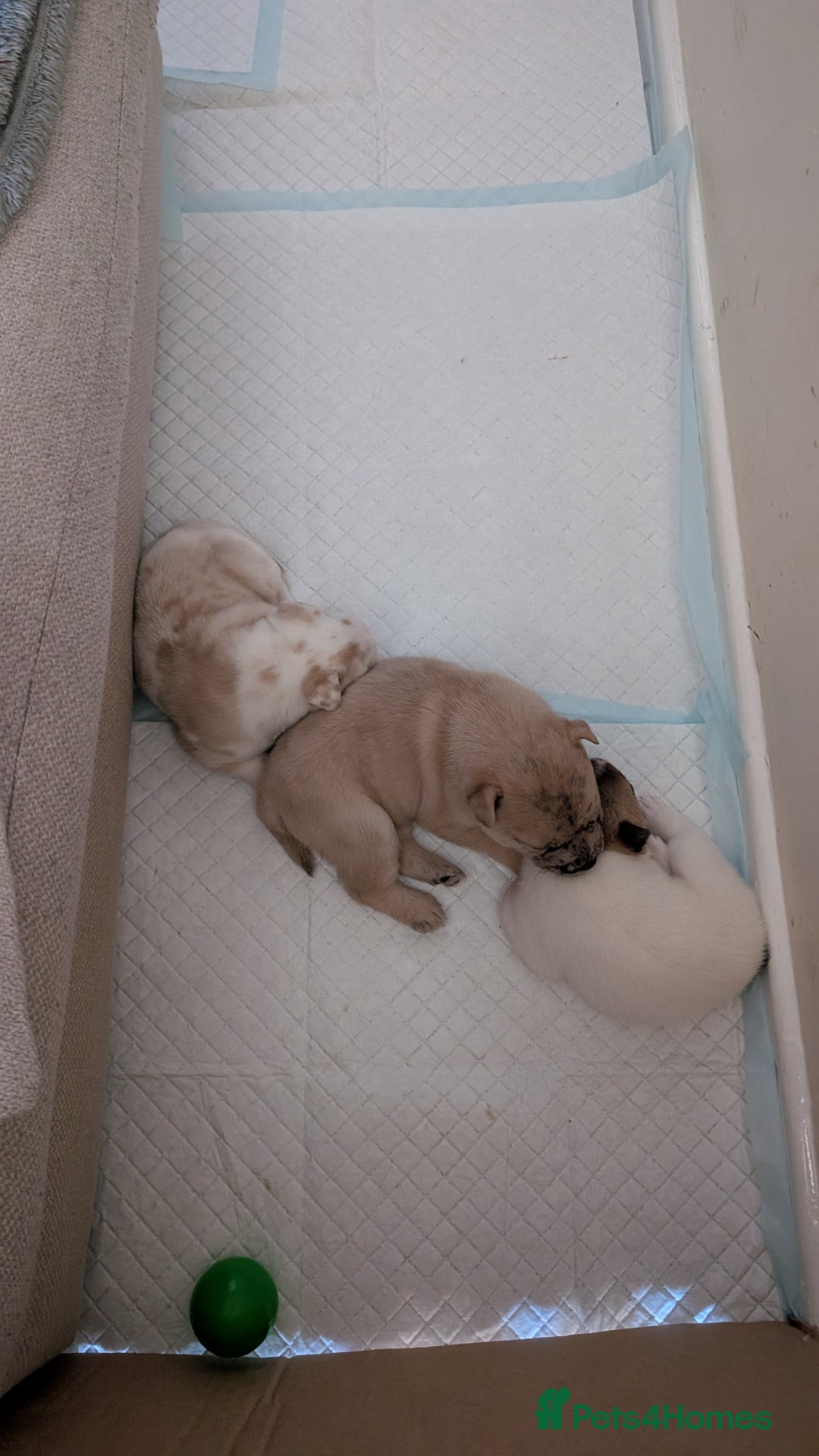 Mixed Breed dogs for sale: 3x Female French Bulldog X Chow Chow puppies.   - Advert 11