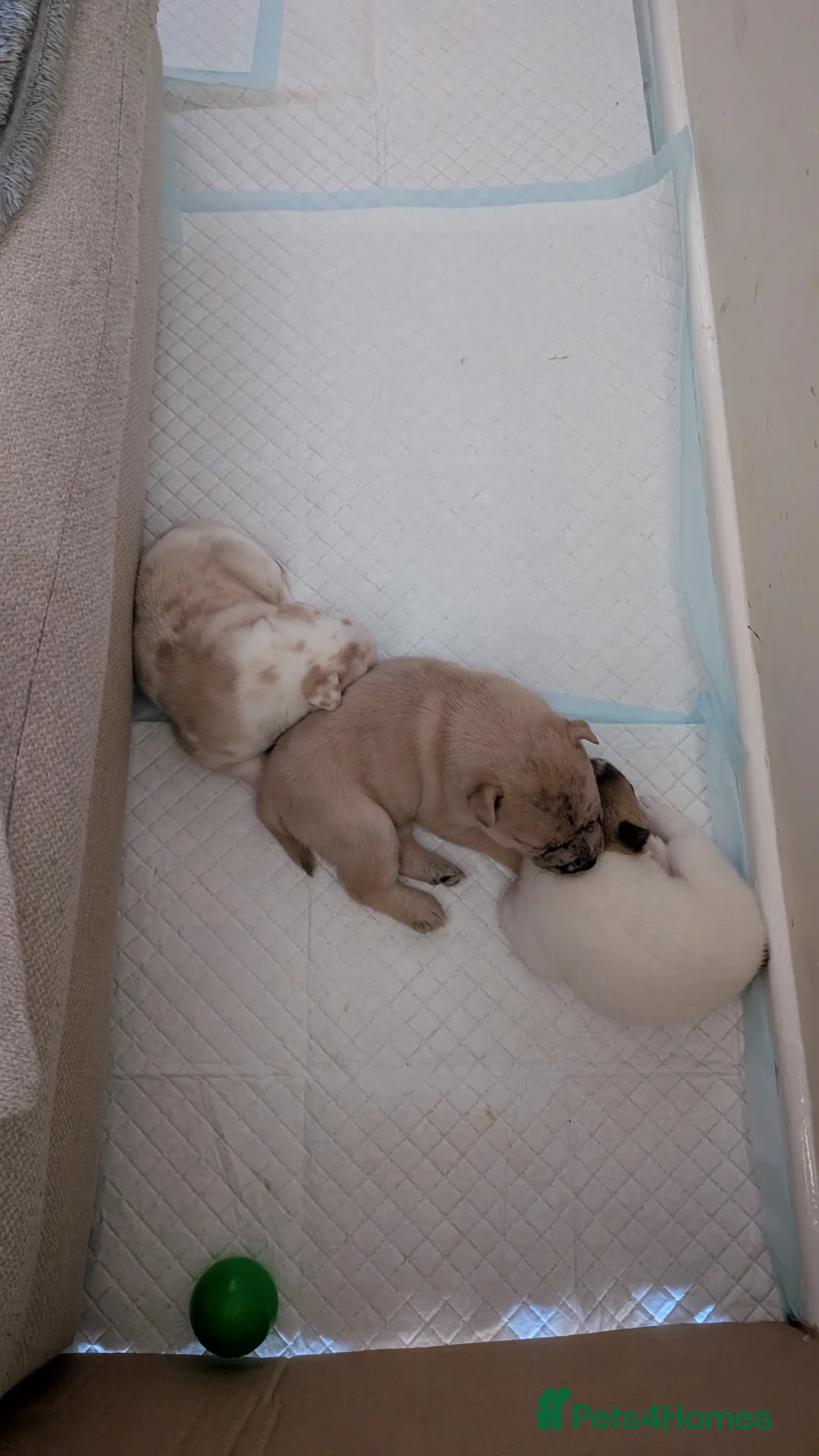 Mixed Breed dogs for sale: 3x Female French Bulldog X Chow Chow puppies.   - Advert 13