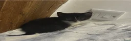 Mixed Breed cats for sale: Beautiful black and white kittens - Advert 4