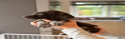 German Shorthaired Pointer dogs for sale: German shorthaired pointers  - Advert 3