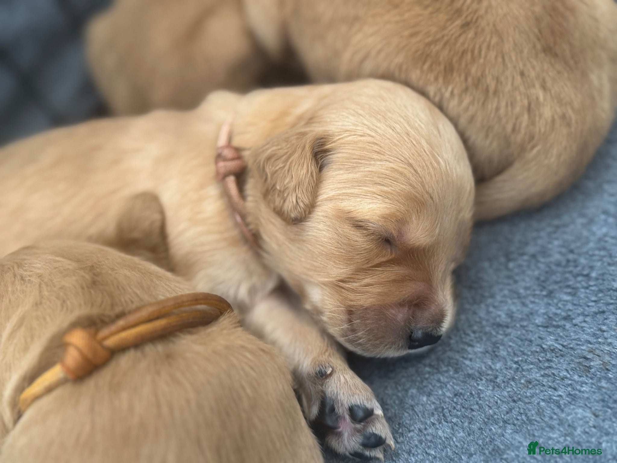 Golden Retriever dogs KC Registered Dark Red Golden Retriever Puppies - Advert 2