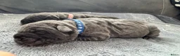 Neapolitan Mastiff dogs for sale: Rare breed Neapolitan mastiff puppies  - Advert 18