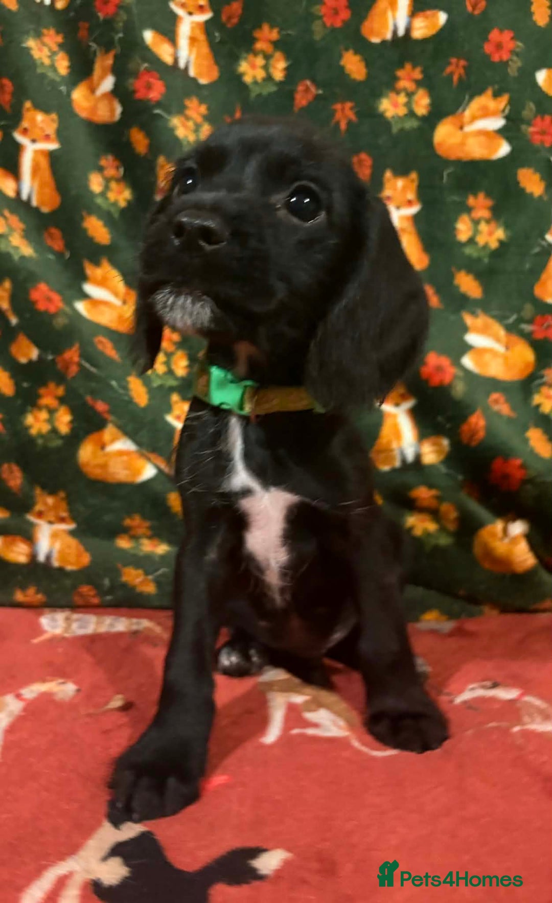 Mixed Breed dogs for sale: Show Cocker Spaniel x Dachshund puppies ready now - Advert 8