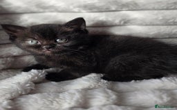 British Shorthair cats for sale: Gorgeous British Short-hair cross Kittens  - Image 32