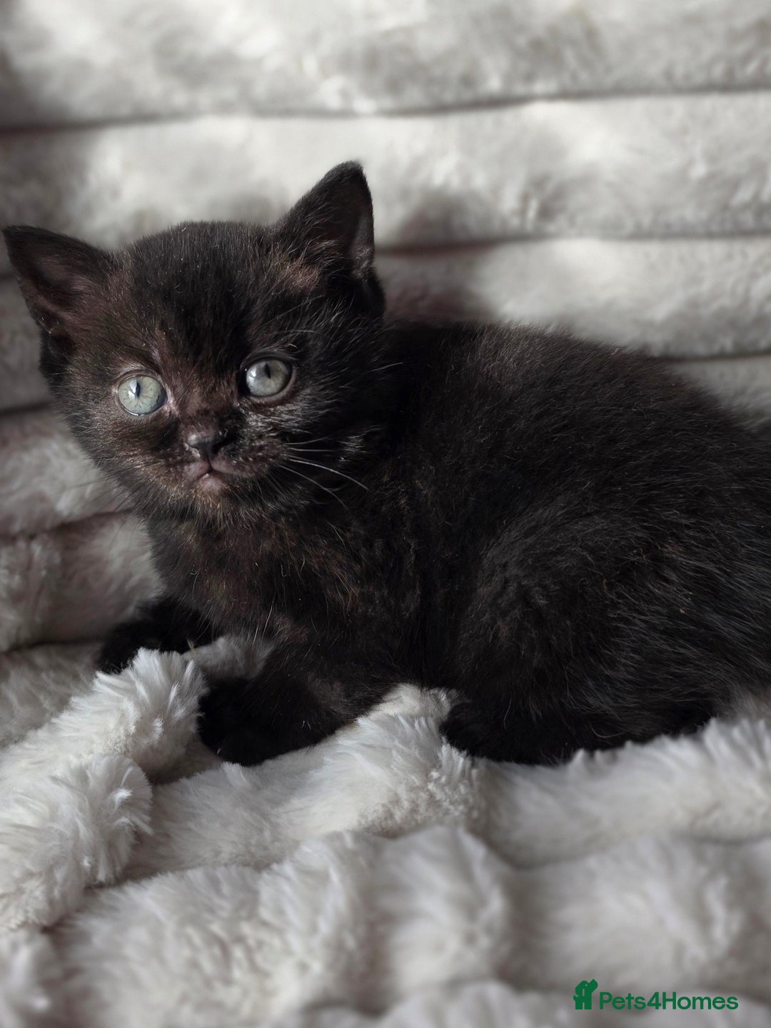 British Shorthair cats for sale: Gorgeous British Short-hair cross Kittens  - Image 32