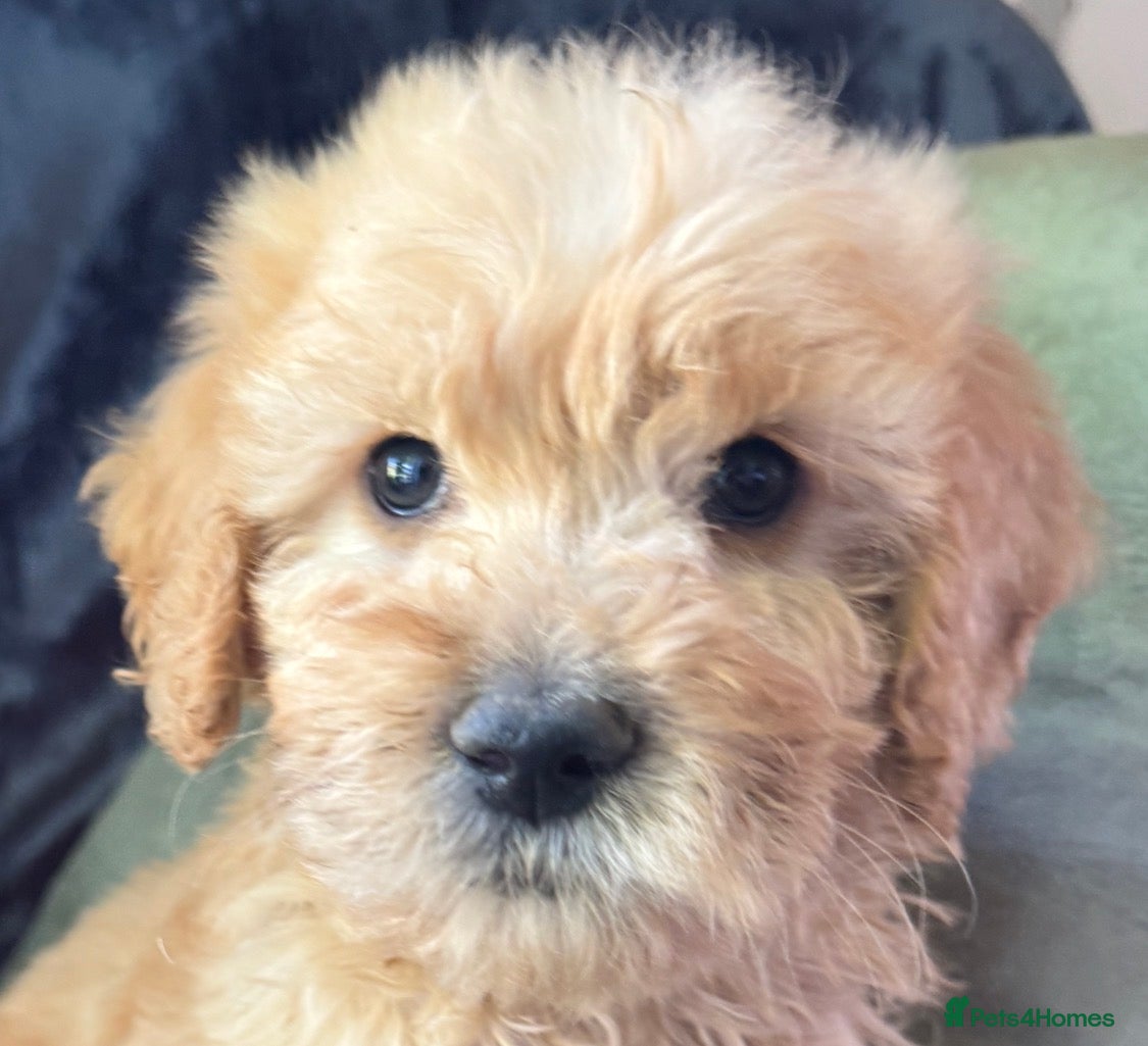 Mini Goldendoodle dogs Health-Tested Family Happy Sociable Goldendoodles - Advert 1