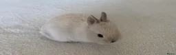 Netherland Dwarf rabbits for sale: Pure Netherland dwarf bunnies  in London - Advert 15