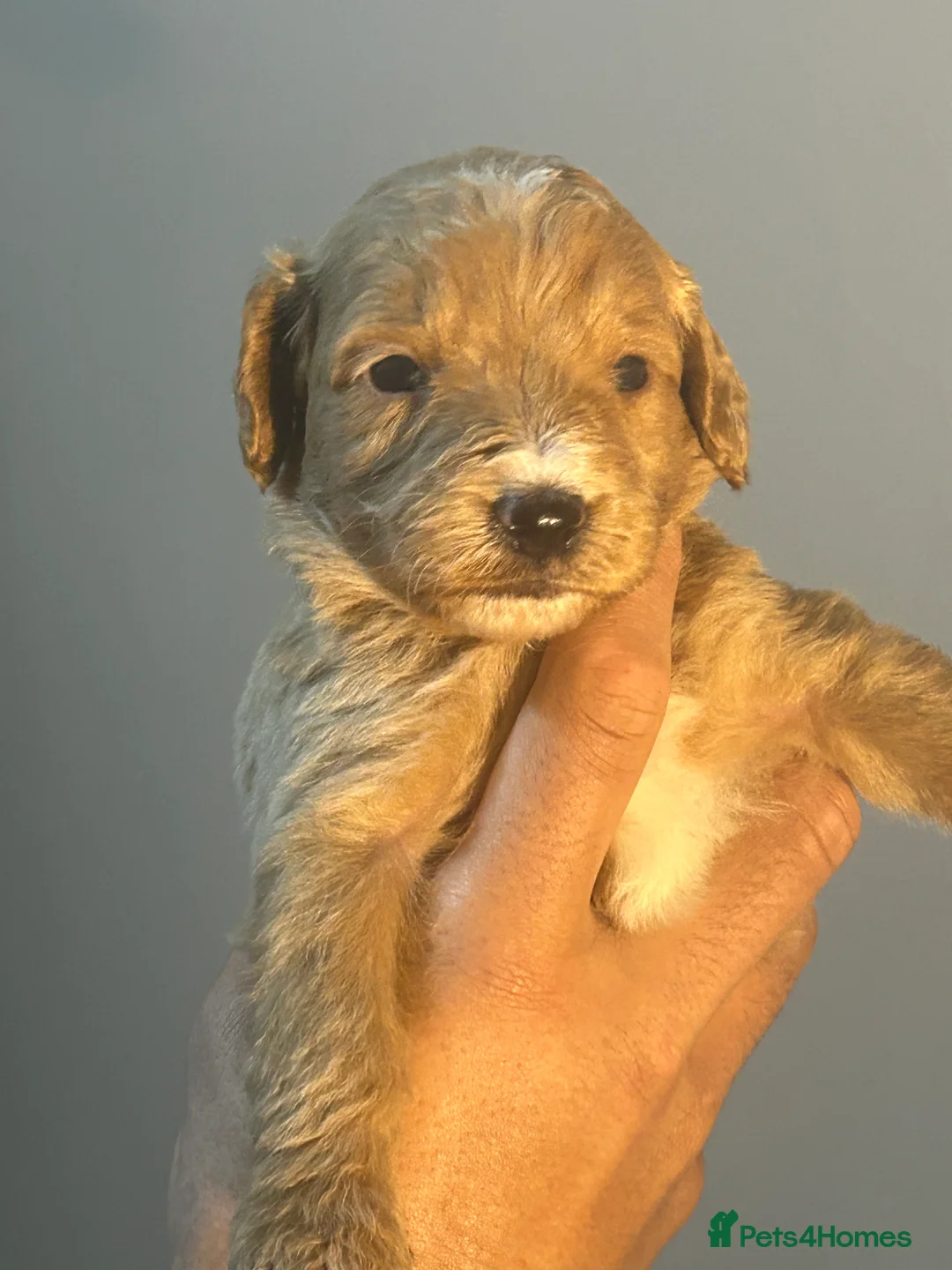 Cockapoo dogs for sale: Beautiful cockpoo - Advert 4