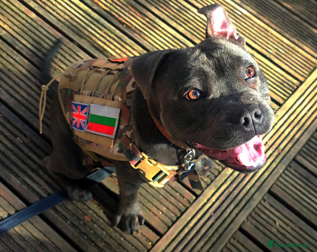 Staffordshire Bull Terrier dogs for stud: 🥇 KC Stafford Stud – Elite Line, Loving Nature - Image 6
