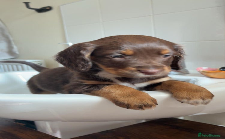 Sprocker dogs Stunning sprocker puppies  - Advert 1