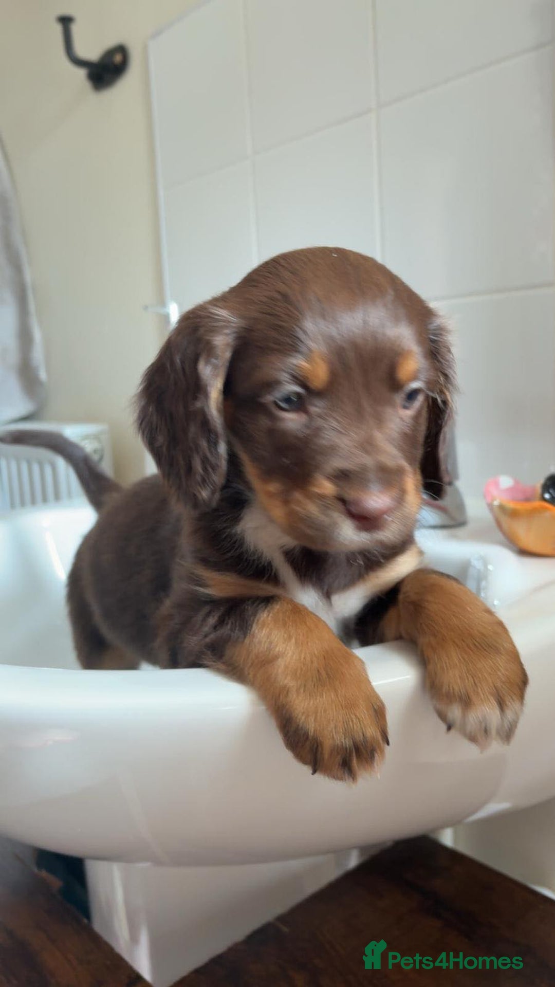 Sprocker dogs for sale: Stunning sprocker puppies  - Advert 1