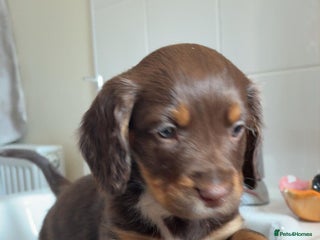 Sprocker dogs Stunning sprocker puppies - Advert 1