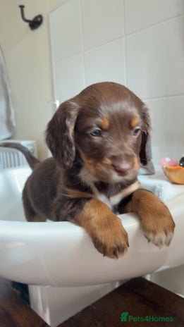 Sprocker dogs Stunning sprocker puppies - Advert 1