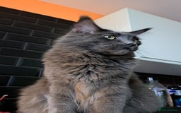 Maine Coon cats for sale: Kari Maine Coon - Image 3