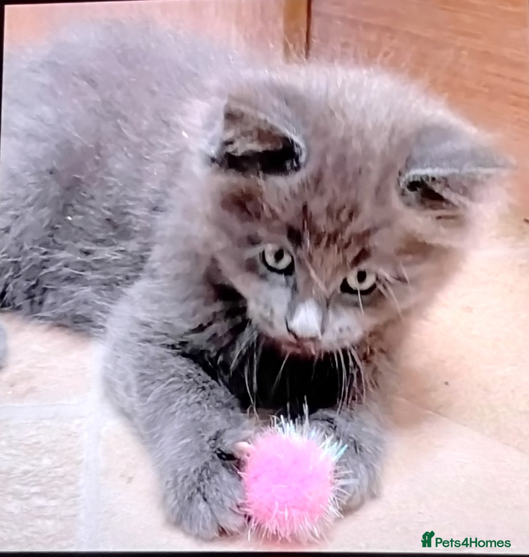 Maine Coon cats for sale: Tica registered maincoon kittens  - Advert 4