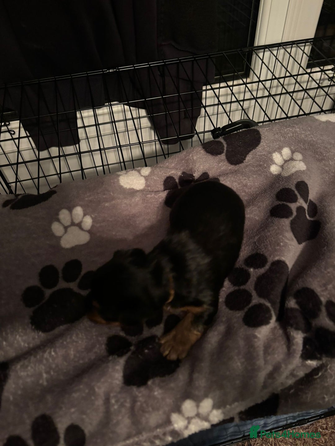 Yorkshire Terrier dogs for sale: Yorkshire terrier puppy  - Advert 6