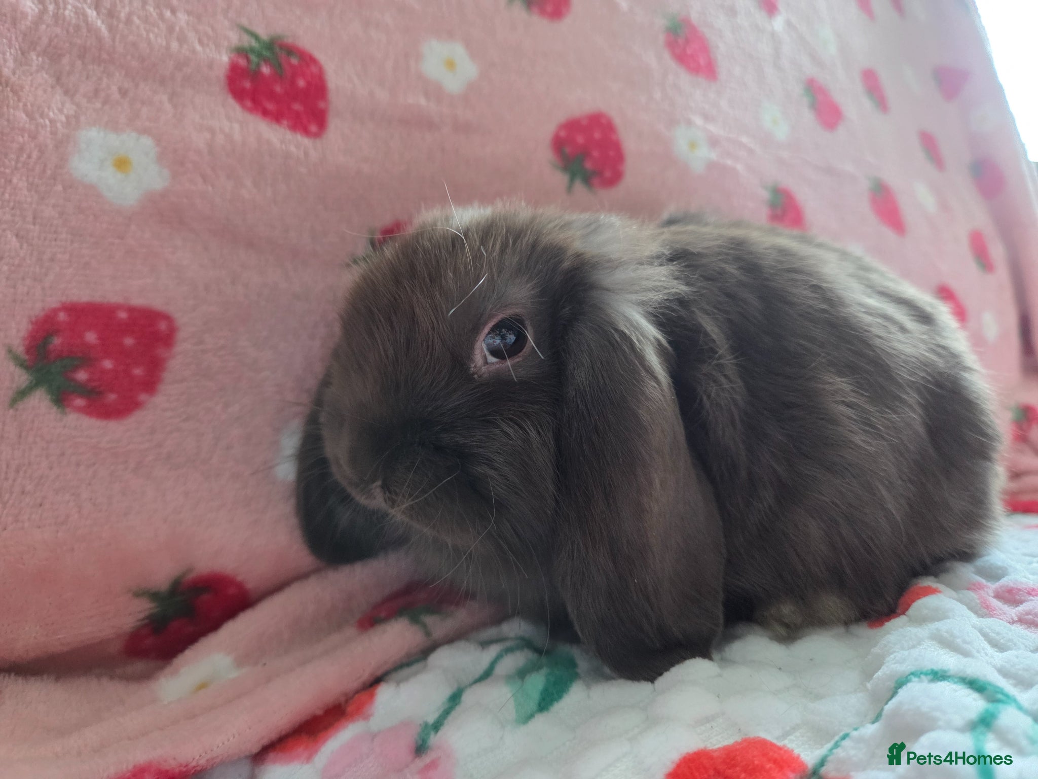 Mini Lop rabbits Very tame pure Chocolate Mini lop 8 weeks old - Advert 2