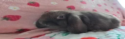 Mini Lop rabbits for sale: Very tame Choc Mini lop ☆last 2 boys - Advert 5