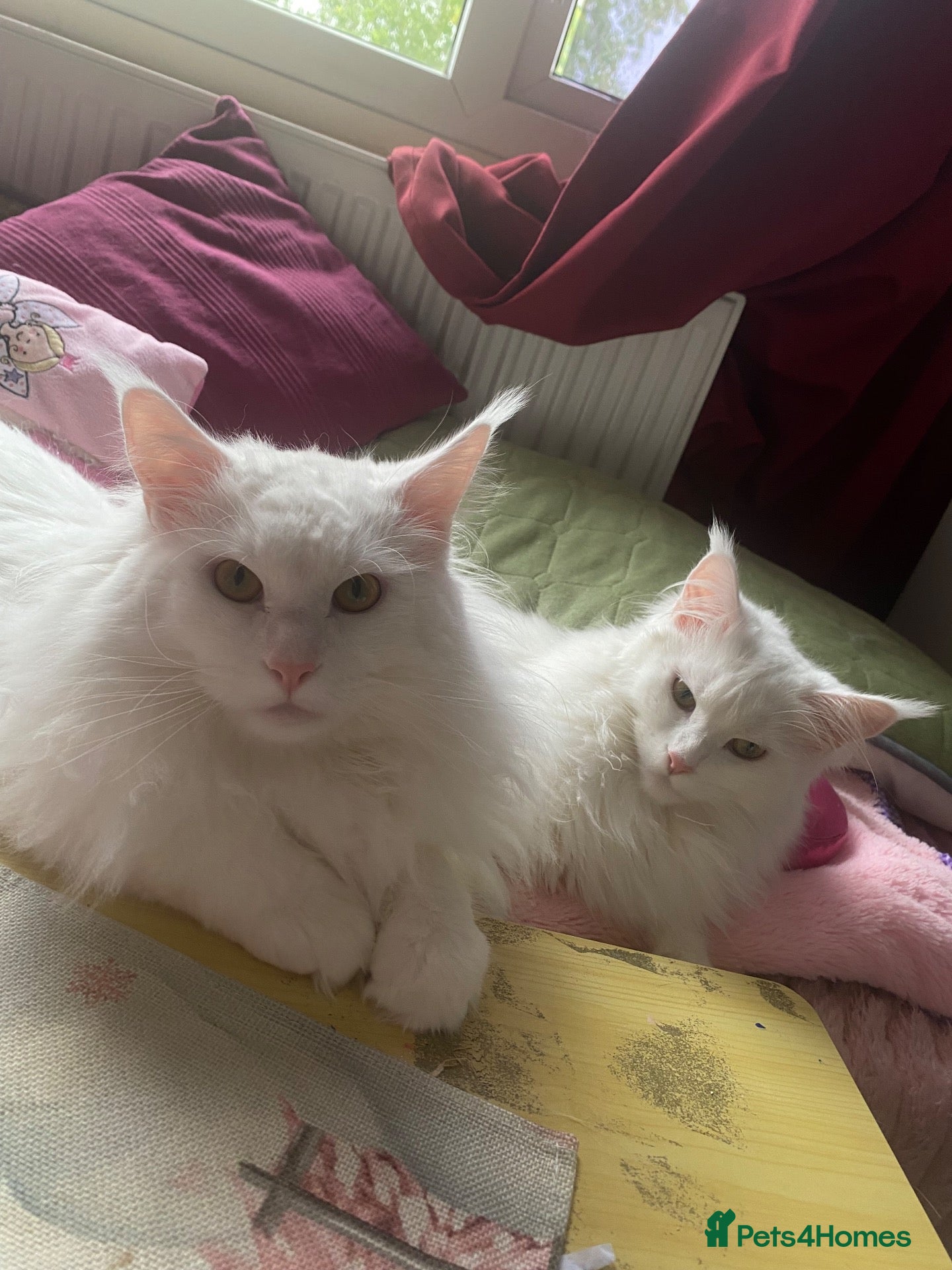 Maine Coon cats  White Maine Coon Stud – PET LITTERS ONL - Advert 3