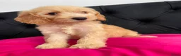 Cockapoo dogs for sale: Cockerpoo Puppies  - Advert 26