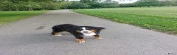 Bernese Mountain Dog dogs for sale: 11 month old Bernese Mountain Girl - Advert 1