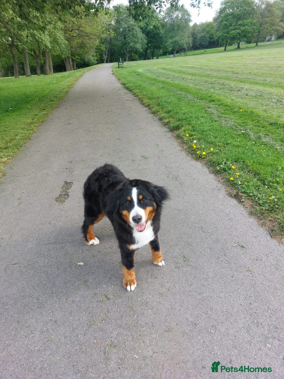 Bernese Mountain Dog dogs for sale: 11 month old Bernese Mountain Girl - Advert 1