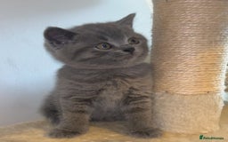 British Shorthair cats for sale: Beautiful BSH Kittens - Ready to leave ASAP - Image 13