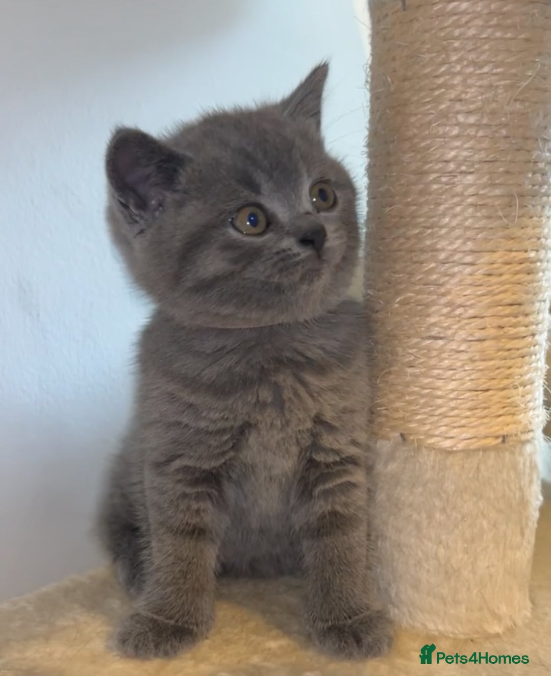 British Shorthair cats for sale: Beautiful BSH Kittens - Ready to leave ASAP - Image 13