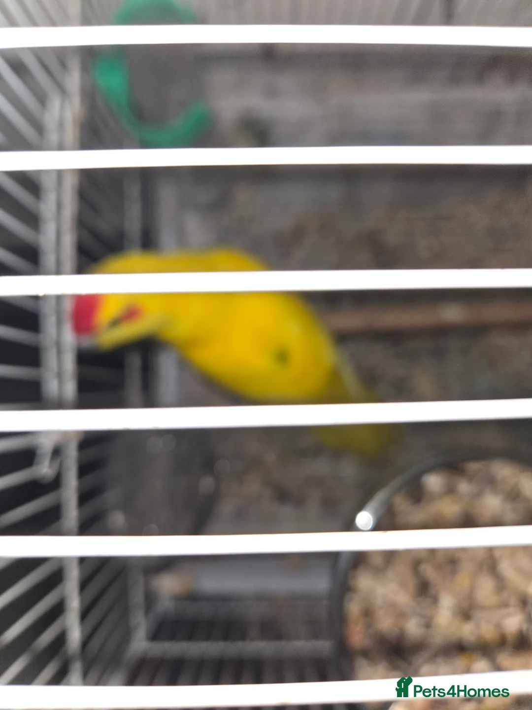 Parakeets birds for sale: Kakariki - Advert 2