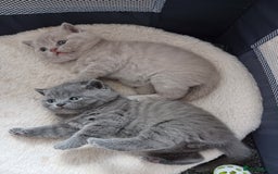 British Shorthair cats for sale: British Shorthair kittens - Image 2